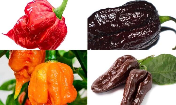 How Hot Is a Ghost Pepper? Ghost Pepper Scoville Scale? Is ghost pepper Dangerous