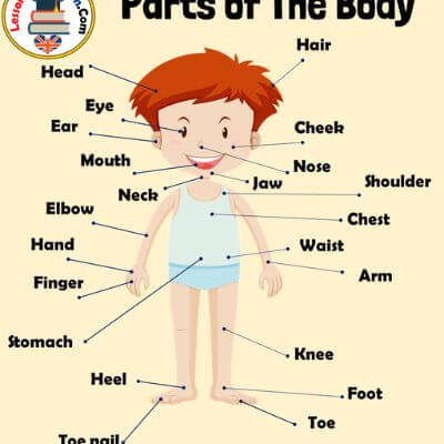 Human Body Parts Name in English with Pictures & Anatomy and Physiology of Human Body