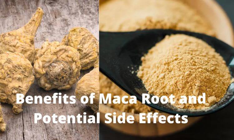 Benefits of Maca Root and Potential Side Effects