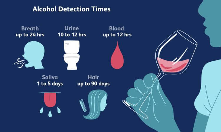 How Long Does Alcohol Stay in Your System Everything You Need to Know