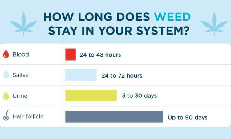 How Long Does Weed Stay in Your System Everything You Need To Know