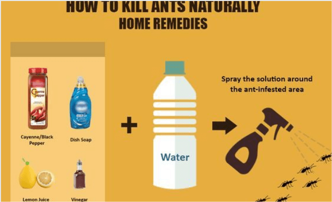How to Kill Ants20 Safe Ways to Kill Ants in Your Home Without Toxic Chemicals