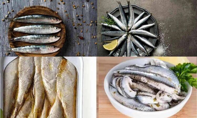 Sardines Vs Anchovies: Difference Between Sardines and Anchovies