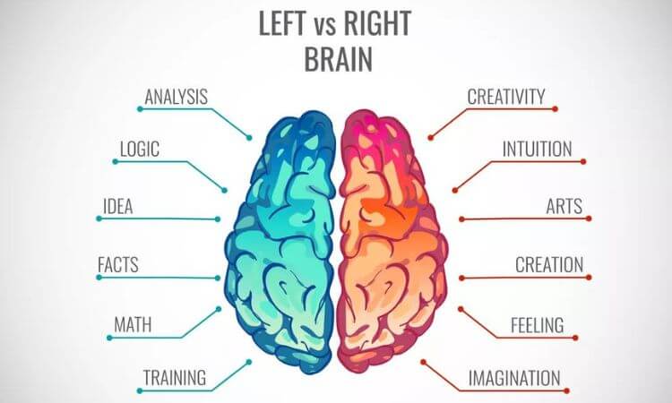 Left Brain vs. Right Brain What's the Difference