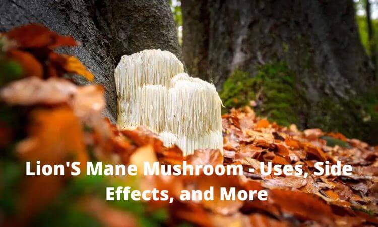 Lion'S Mane Mushroom - Uses, Side Effects, and More 