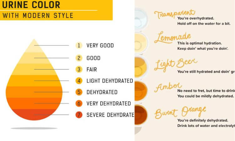 Urine Color Chart What's Normal and When to See a Doctor