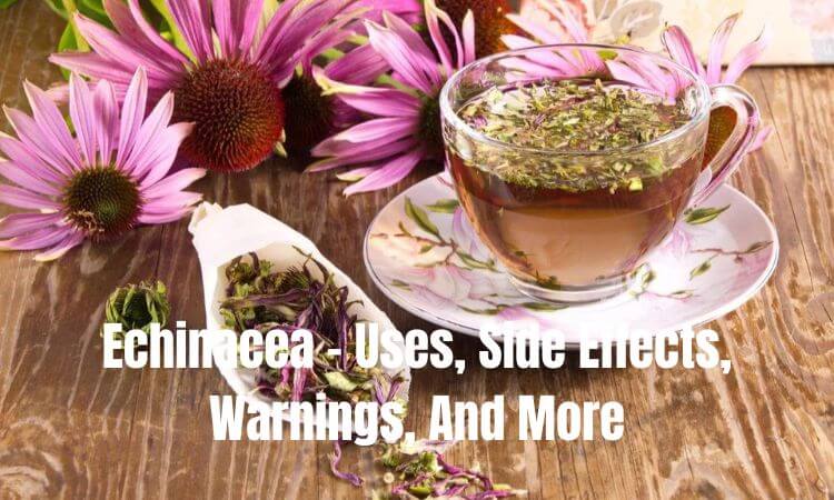 Echinacea - Uses, Side Effects, Warnings, And More
