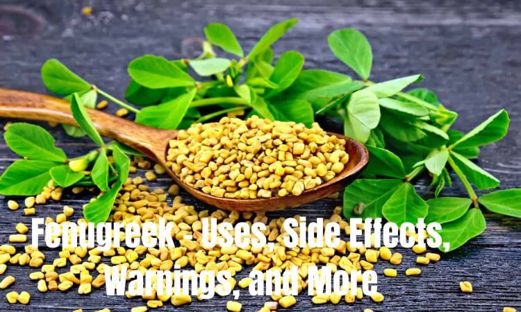 Fenugreek - Uses, Side Effects, Warnings, and More