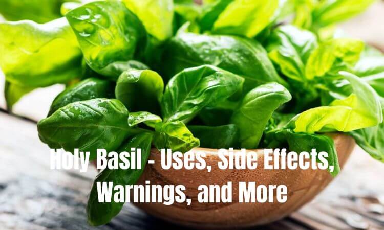 Holy Basil - Uses, Side Effects, Warnings, and More