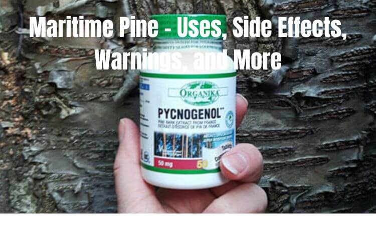 Maritime Pine - Uses, Side Effects, Warnings, and More